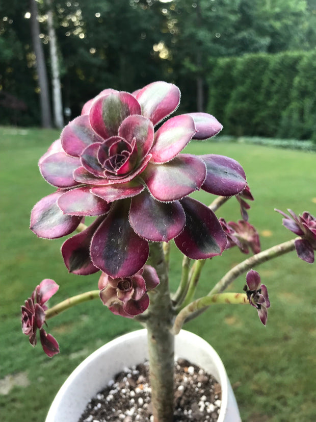 Aeonium Chanelle cluster tree. Photos taken 7-28-23. Rare Aeonium