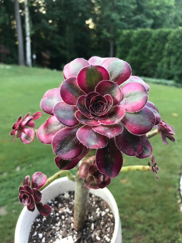Aeonium Chanelle cluster tree. Photos taken 7-28-23. Rare Aeonium