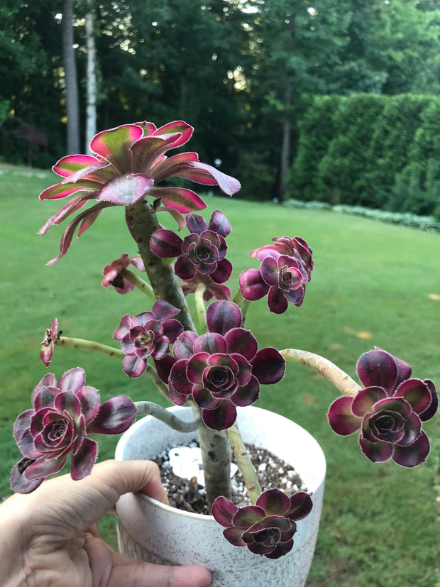 Aeonium Chanelle cluster tree. Photos taken 7-28-23. Rare Aeonium
