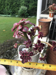 Aeonium Chanelle cluster tree. Photos taken 7-28-23. Rare Aeonium
