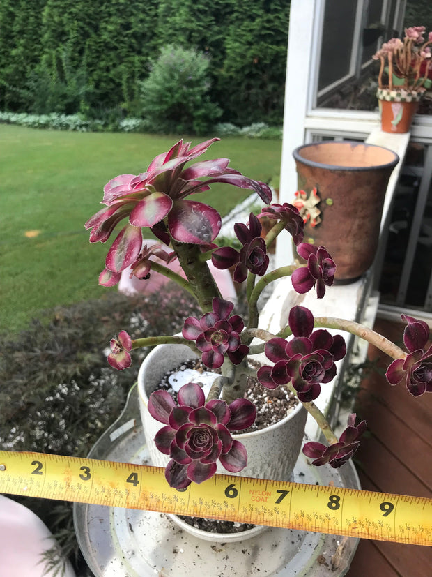 Aeonium Chanelle cluster tree. Photos taken 7-28-23. Rare Aeonium