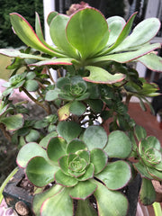 Aeonium Butterfly cluster. Photos taken 8-7-23. Rare Aeonium. Planter sold separately