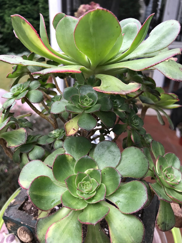 Aeonium Butterfly cluster. Photos taken 8-7-23. Rare Aeonium. Planter sold separately