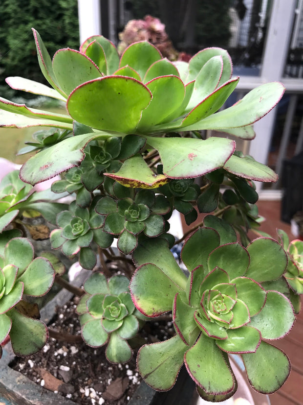 Aeonium Butterfly cluster. Photos taken 8-7-23. Rare Aeonium. Planter sold separately