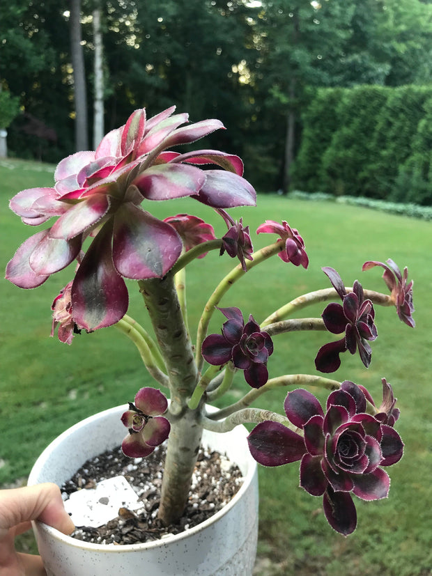 Aeonium Chanelle cluster tree. Photos taken 7-28-23. Rare Aeonium
