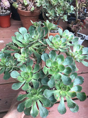 Huge Aeonium Butterfly cluster. Photos taken 8-15-23. Rare Aeonium