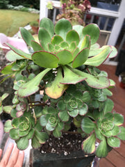 Aeonium Butterfly cluster. Photos taken 8-7-23. Rare Aeonium. Planter sold separately