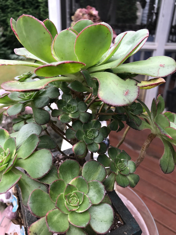 Aeonium Butterfly cluster. Photos taken 8-7-23. Rare Aeonium. Planter sold separately