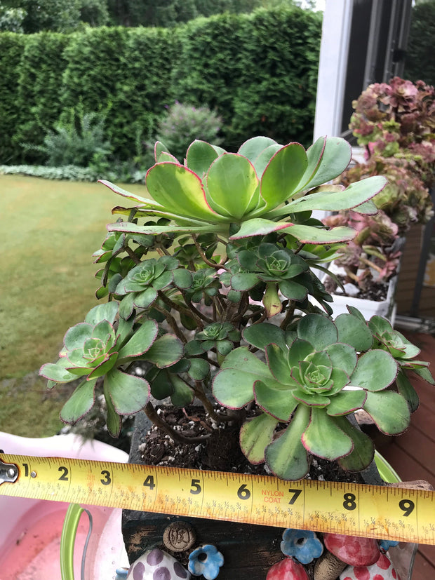 Aeonium Butterfly cluster. Photos taken 8-7-23. Rare Aeonium. Planter sold separately