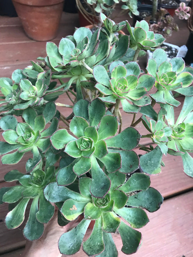 Huge Aeonium Butterfly cluster. Photos taken 8-15-23. Rare Aeonium