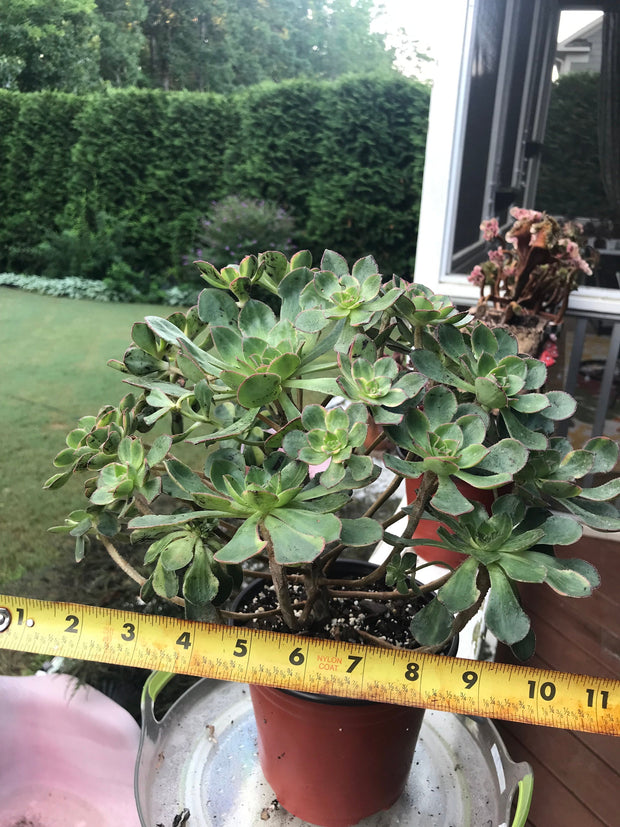 Huge Aeonium Butterfly cluster. Photos taken 8-15-23. Rare Aeonium