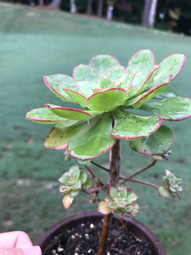 Aeonium Butterfly cluster. Photos taken 8-30-23. Rare Aeonium