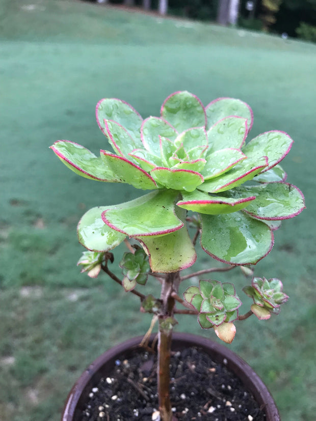 Aeonium Butterfly cluster. Photos taken 8-30-23. Rare Aeonium