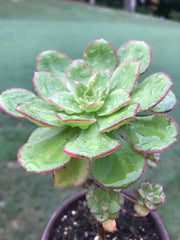 Aeonium Butterfly cluster. Photos taken 8-30-23. Rare Aeonium