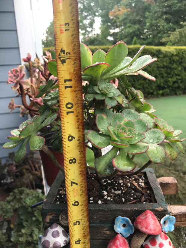 Aeonium Butterfly cluster. Photos taken 8-30-23. Rare Aeonium. Planter sold separately