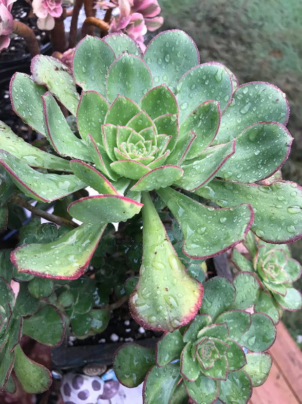 Aeonium Butterfly cluster. Photos taken 8-30-23. Rare Aeonium. Planter sold separately