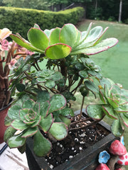 Aeonium Butterfly cluster. Photos taken 8-30-23. Rare Aeonium. Planter sold separately