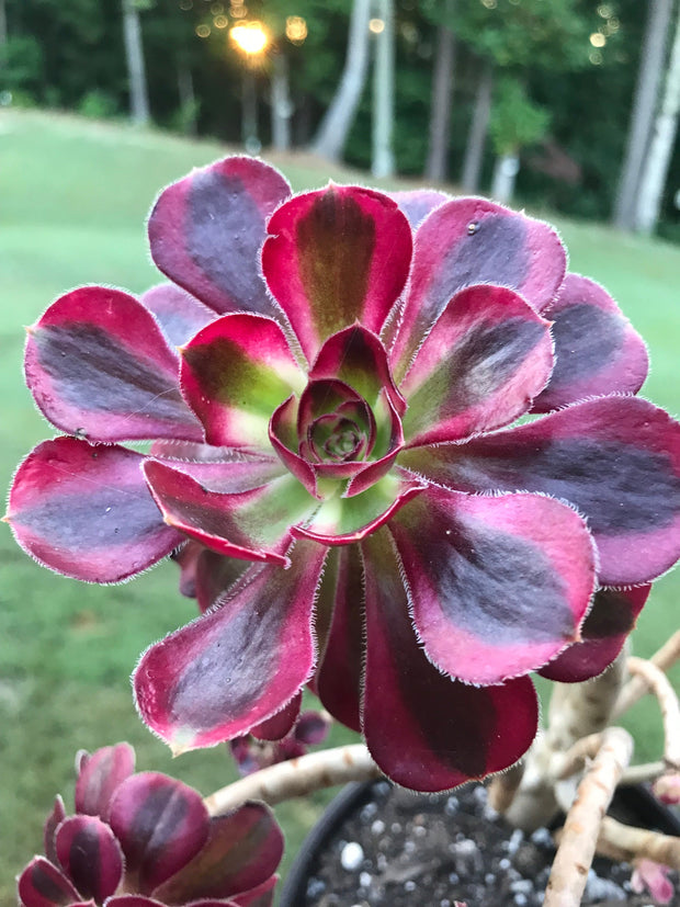 Aeonium Chanelle cluster tree. Photos taken 9-6-23. Rare Aeonium