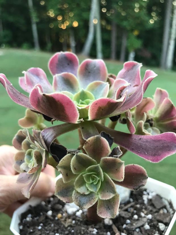 Aeonium Medusa cluster   Photos taken 9-6-23. Rare Aeonium