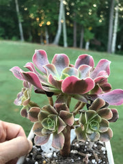Aeonium Medusa cluster   Photos taken 9-6-23. Rare Aeonium