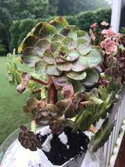 Aeonium Big Bang cluster tree. Super rare. Photos taken 9-10-23. Rare Aeonium