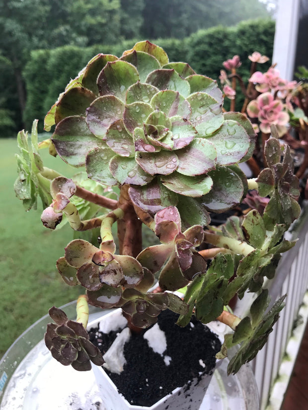 Aeonium Big Bang cluster tree. Super rare. Photos taken 9-10-23. Rare Aeonium