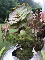 Aeonium Big Bang cluster tree. Super rare. Photos taken 9-10-23. Rare Aeonium