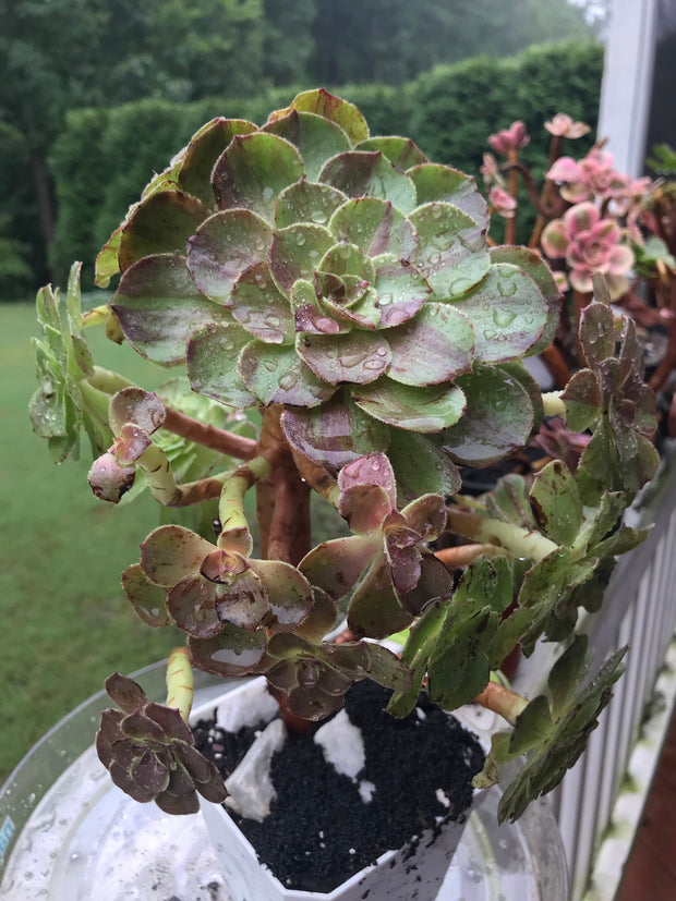 Aeonium Big Bang cluster tree. Super rare. Photos taken 9-10-23. Rare Aeonium