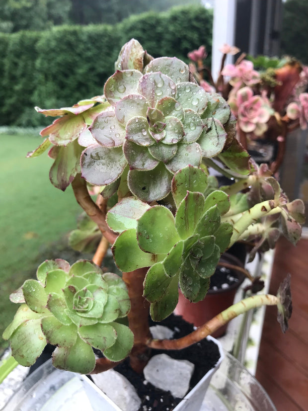 Aeonium Big Bang cluster tree. Super rare. Photos taken 9-10-23. Rare Aeonium