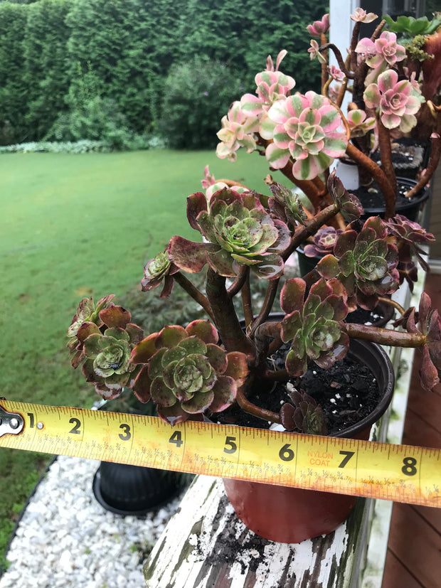 Aeonium Fireworks cluster tree. Photos taken 9-10-23. Rare Aeonium