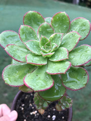 Aeonium Butterfly cluster. Photos taken 8-30-23. Rare Aeonium