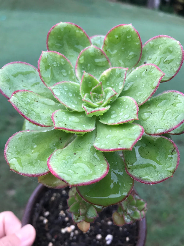 Aeonium Butterfly cluster. Photos taken 8-30-23. Rare Aeonium