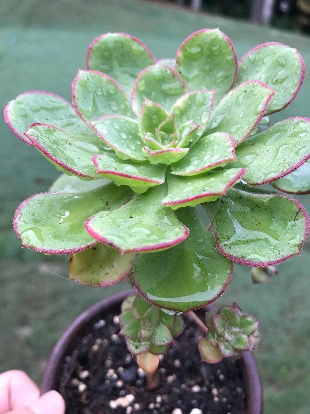 Aeonium Butterfly cluster. Photos taken 8-30-23. Rare Aeonium