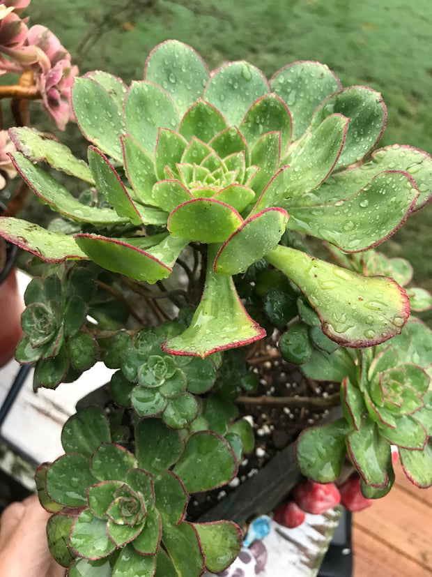 Aeonium Butterfly cluster. Photos taken 8-30-23. Rare Aeonium. Planter sold separately