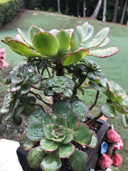 Aeonium Butterfly cluster. Photos taken 8-30-23. Rare Aeonium. Planter sold separately