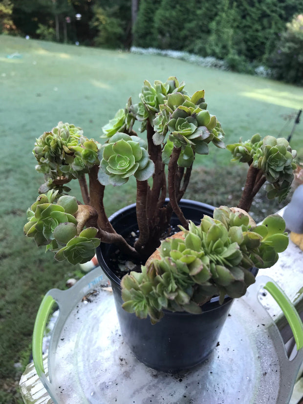 Aeonium Crested Gold Wave. Photos taken 9-16-23. Rare Aeonium.