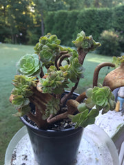 Aeonium Crested Gold Wave. Photos taken 9-16-23. Rare Aeonium.