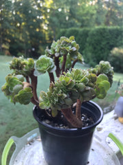 Aeonium Crested Gold Wave. Photos taken 9-16-23. Rare Aeonium.