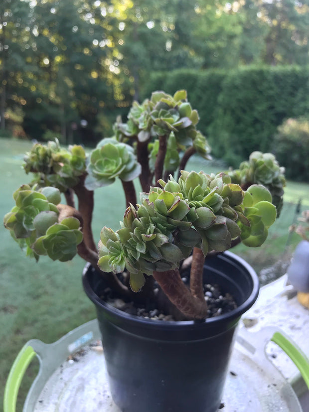 Aeonium Crested Gold Wave. Photos taken 9-16-23. Rare Aeonium.