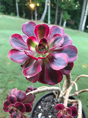 Aeonium Chanelle cluster tree. Photos taken 9-6-23. Rare Aeonium