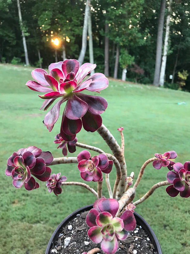 Aeonium Chanelle cluster tree. Photos taken 9-6-23. Rare Aeonium