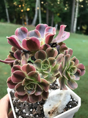 Aeonium Medusa cluster   Photos taken 9-6-23. Rare Aeonium