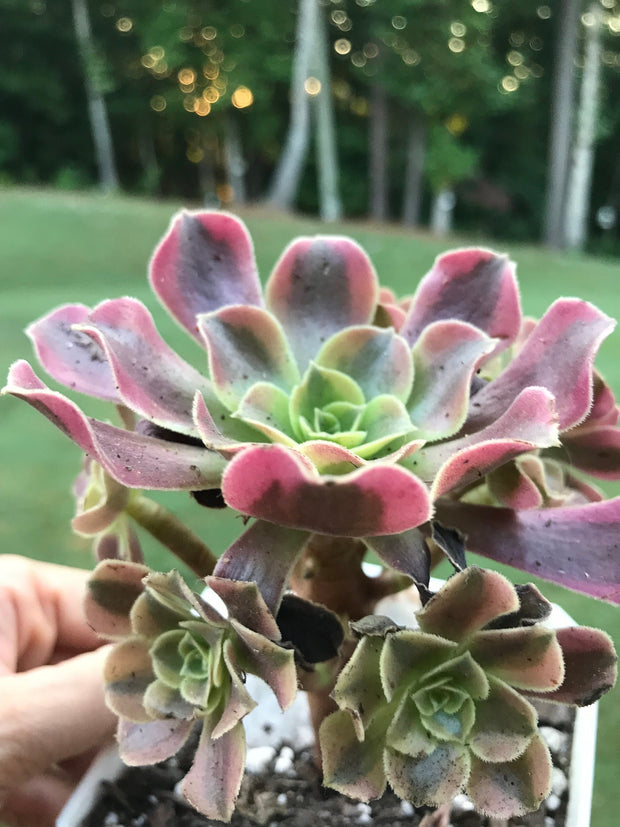 Aeonium Medusa cluster   Photos taken 9-6-23. Rare Aeonium