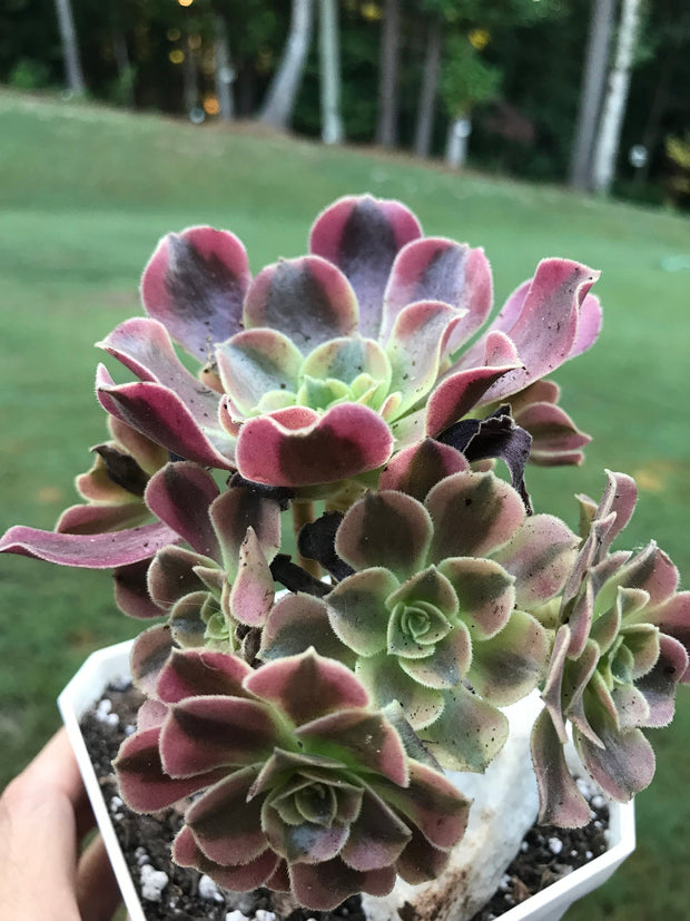 Aeonium Medusa cluster   Photos taken 9-6-23. Rare Aeonium