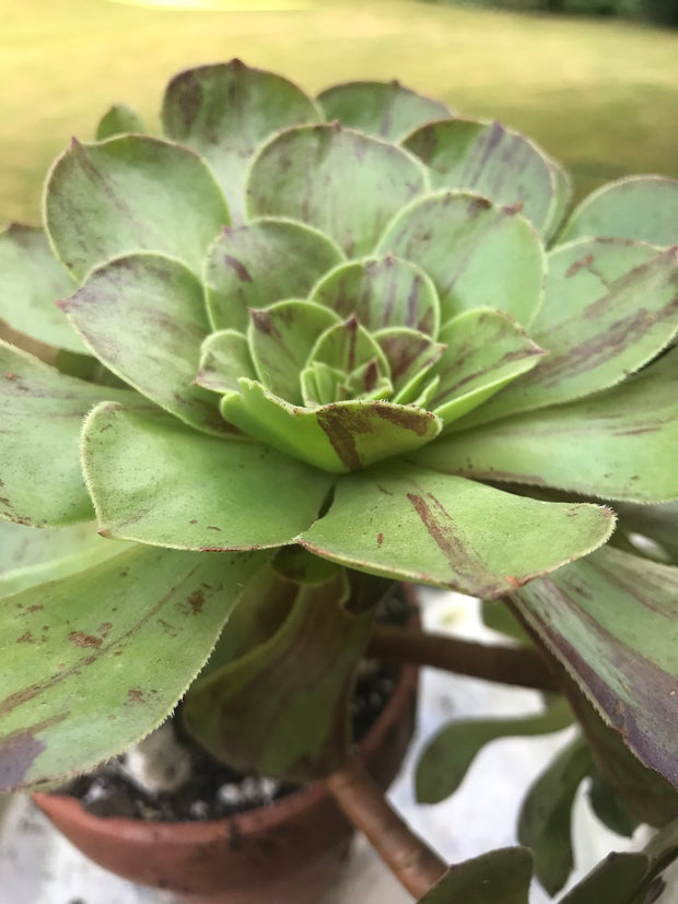 Aeonium Big Bang cluster tree. Photos taken 9-21-23. Rare Aeonium