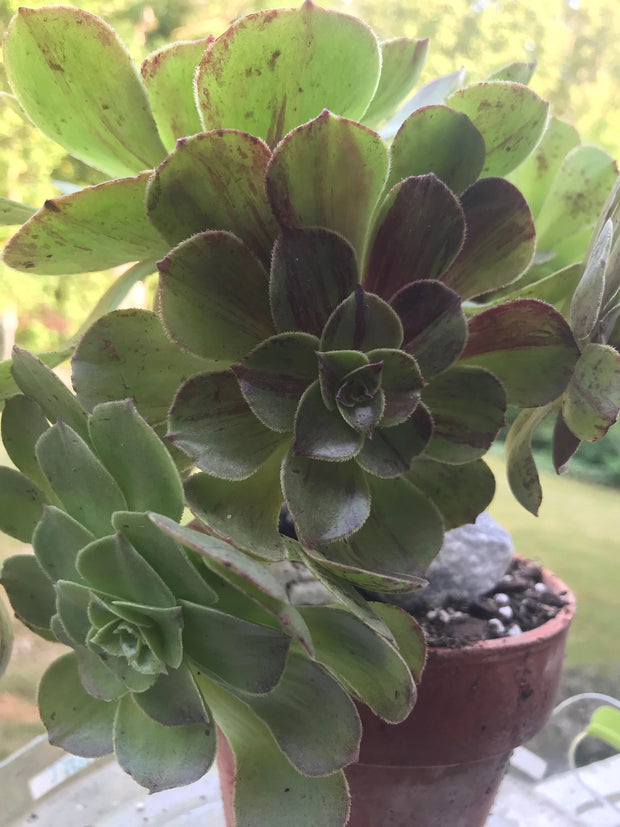 Aeonium Big Bang cluster tree. Photos taken 9-21-23. Rare Aeonium