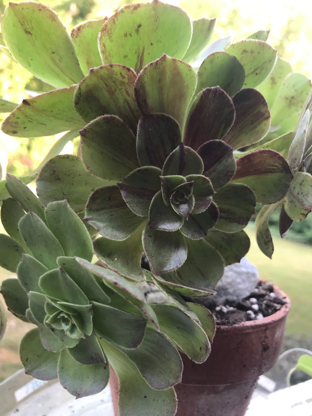 Aeonium Big Bang cluster tree. Photos taken 9-21-23. Rare Aeonium