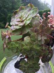 Aeonium Big Bang cluster tree. Super rare. Photos taken 9-10-23. Rare Aeonium
