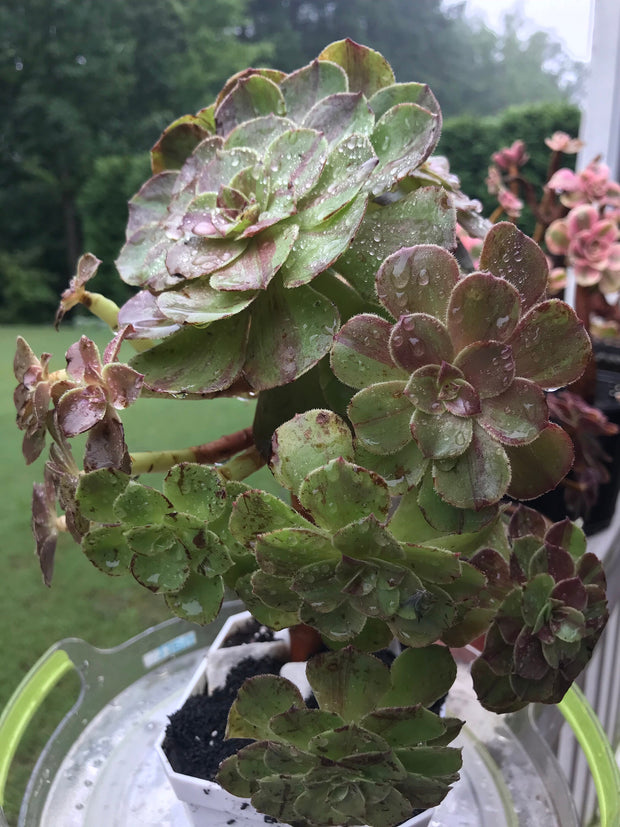 Aeonium Big Bang cluster tree. Super rare. Photos taken 9-10-23. Rare Aeonium