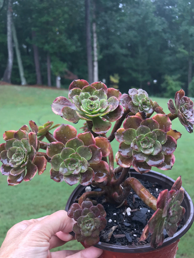Aeonium Fireworks cluster tree. Photos taken 9-10-23. Rare Aeonium
